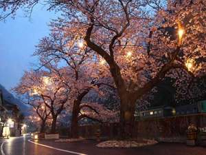あつみ温泉河川に咲く　夜桜