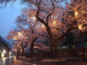 夜桜