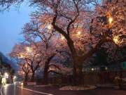 あつみ温泉河川に咲く　夜桜