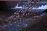 河川に咲く桜