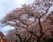 玄関前　桜