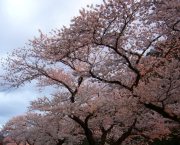 玄関前　桜１