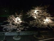 夜桜ライトUP1