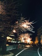 夜桜ライトUP２
