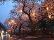 夜桜