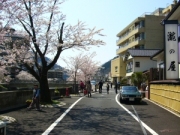 桜散策１