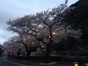 桜　ソメイヨシノ