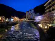 夜桜　温海川